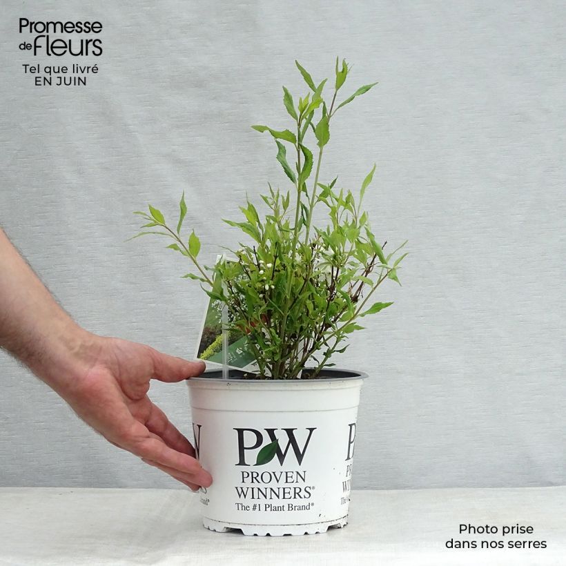 Esemplare di Deutzia Yuki Snowflake Vaso da 2L/3L consegnato in estate