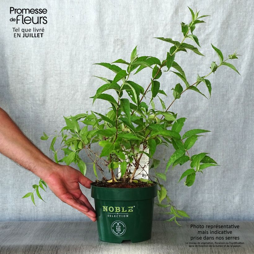 Esemplare di Deutzia compacta Lavender Time Vaso da 3L/4L consegnato in estate