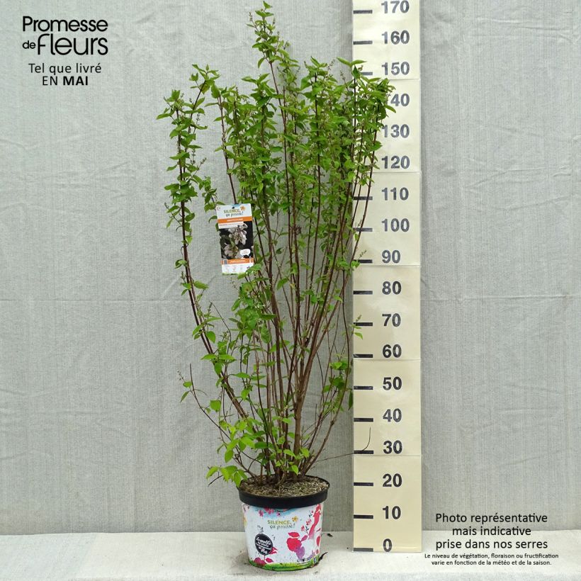 Deutzia crenata Pride of Rochester 60/80cm en pot de 10L. esemplare consegnato in primavera