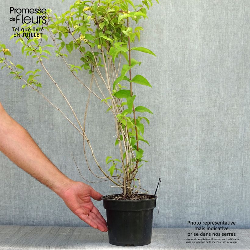 Esemplare di Deutzia crenata Pride of Rochester Vaso da 2L/3L consegnato in estate