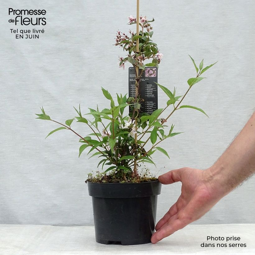 Esemplare di Deutzia elegantissima Rosealind Vaso da 2L/3L consegnato in estate