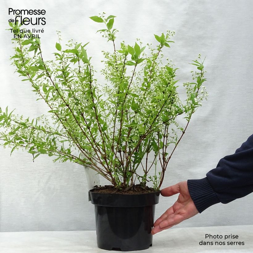 Deutzia gracilis - Deutzie Pot de 2L/3L esemplare consegnato in primavera