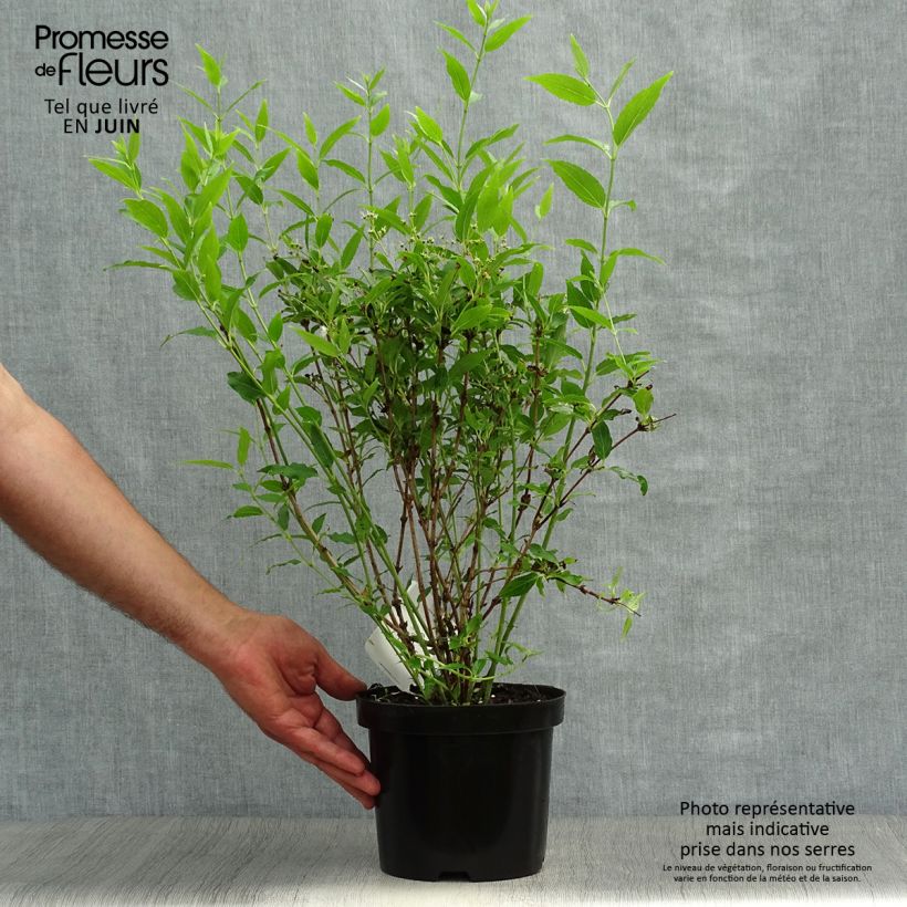 Esemplare di Deutzia gracilis Vaso da 2L/3L consegnato in estate