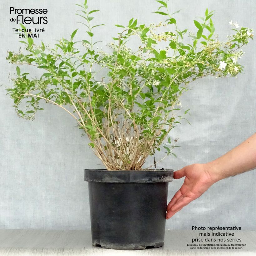 Deutzia gracilis - Deutzie Pot de 4L/5L esemplare consegnato in primavera