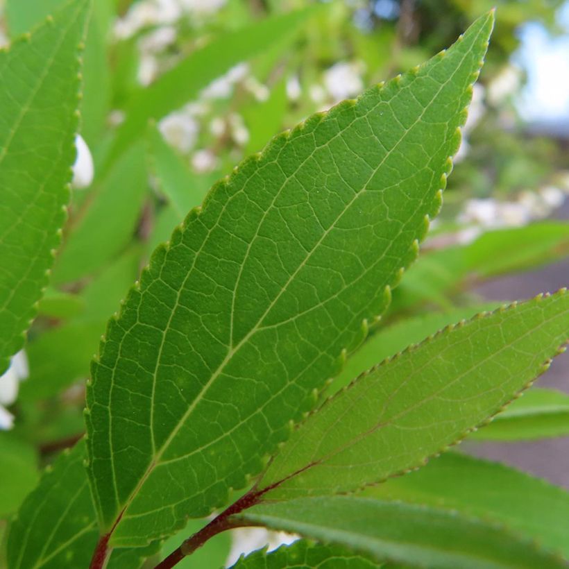 Deutzia gracilis (Fogliame)
