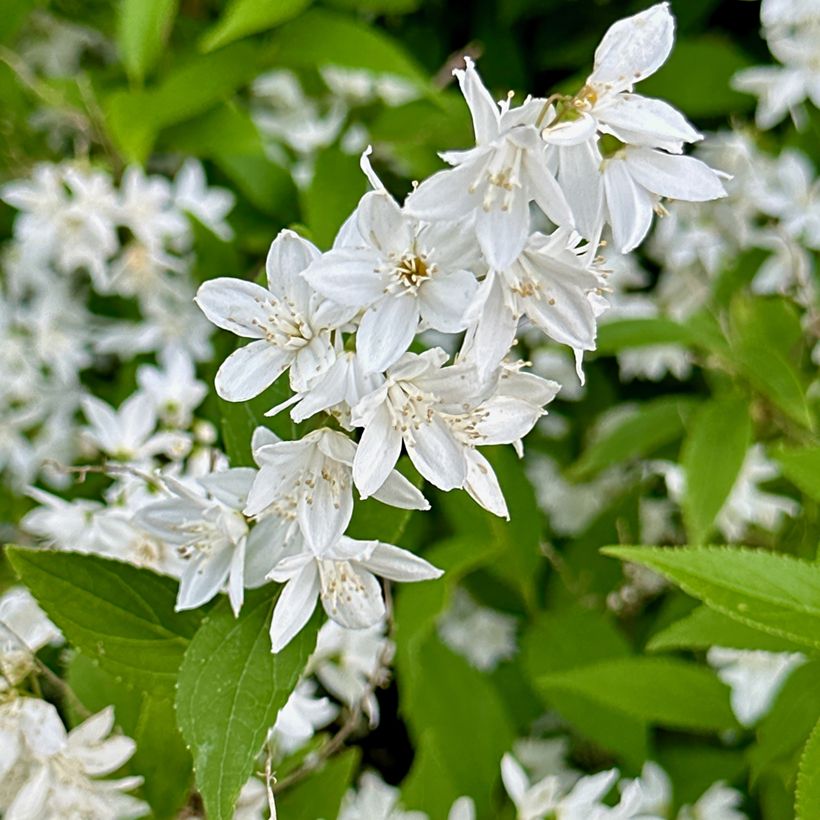 Deutzia gracilis (Fioritura)