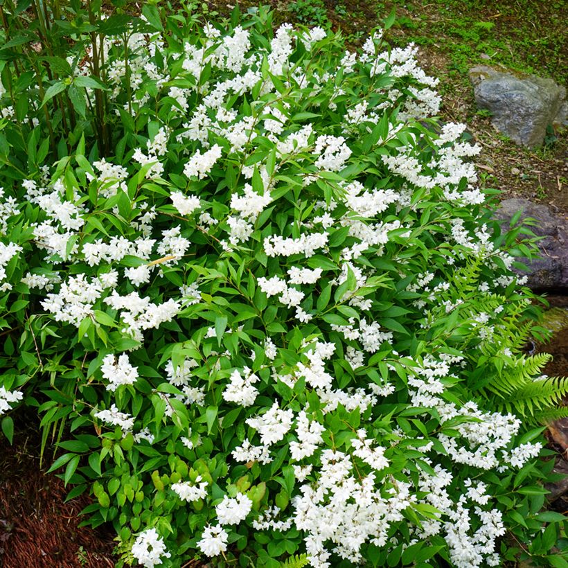 Deutzia gracilis (Porto)