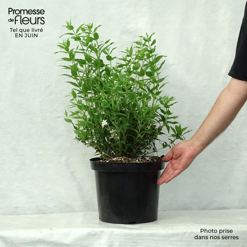 Esemplare di Deutzia gracilis Nikko Vaso da 7,5L/10L consegnato in estate