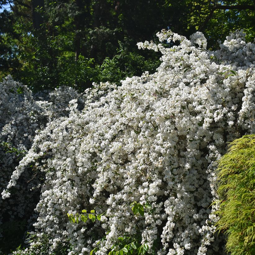 Deutzia gracilis Nikko (Porto)
