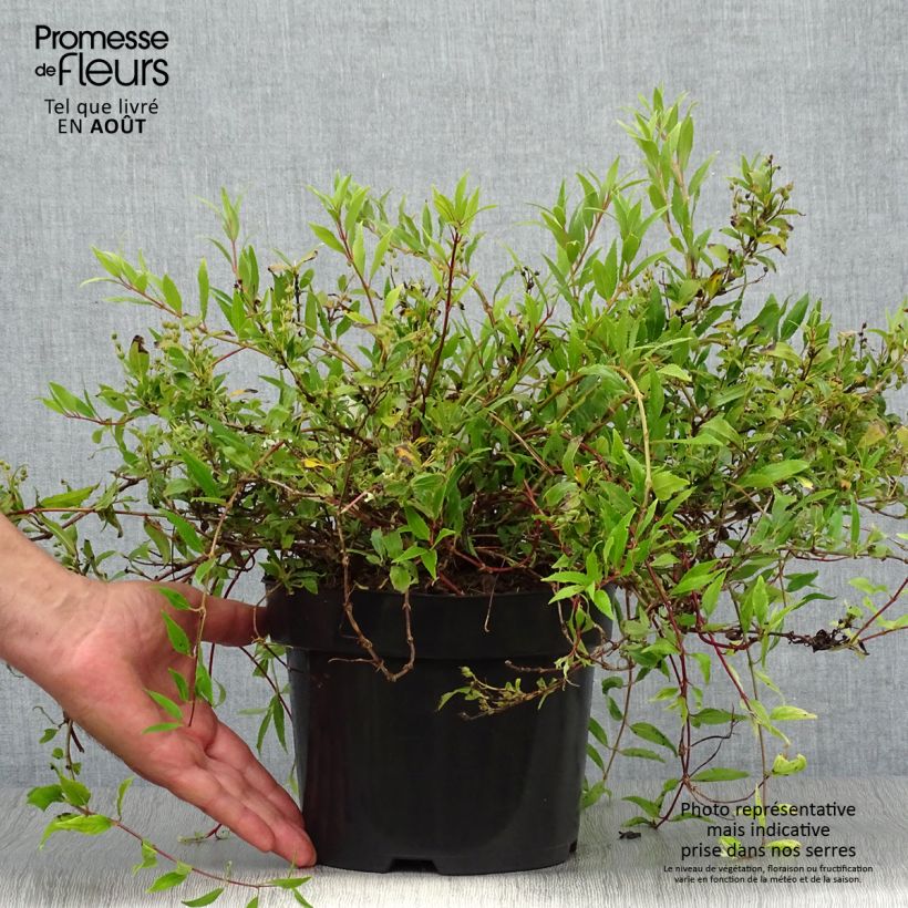 Esemplare di Deutzia gracilis Nikko Vaso da 2L/3L consegnato in estate