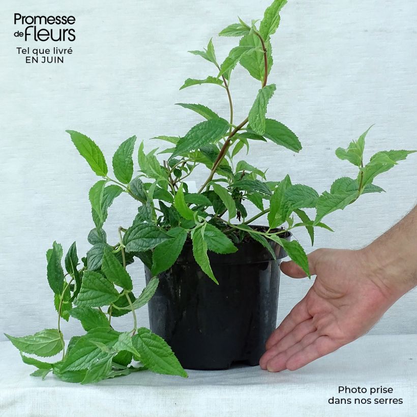 Esemplare di Deutzia Mont Rose Vaso da 2L/3L consegnato in estate