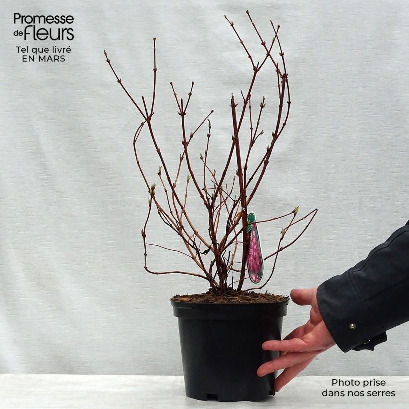 Deutzia Strawberry Fields Vaso da 2L/3LAltezza consegnata circa 30/40cm esemplare consegnato in primavera