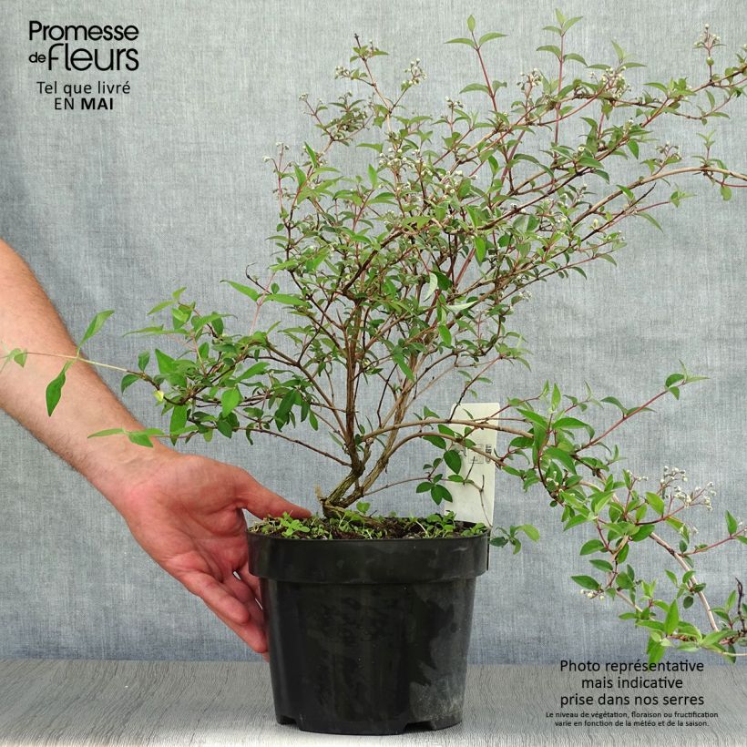 Deutzia monbeigii Vaso da 2L/3L esemplare consegnato in primavera