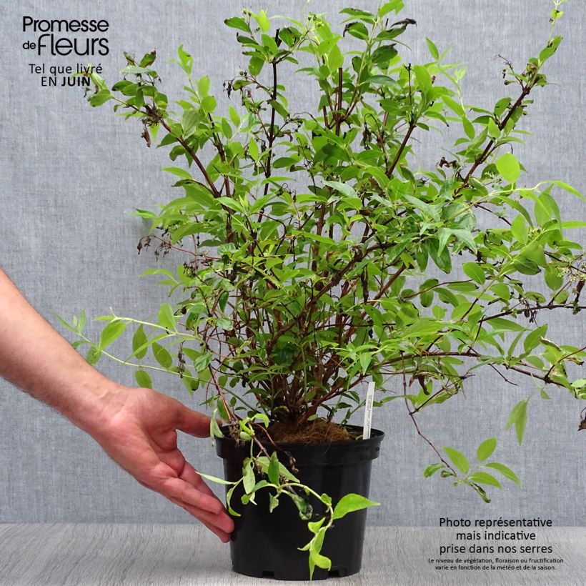 Esemplare di Deutzia purpurascens Kalmiiflora Vaso da 3L/4L consegnato in estate
