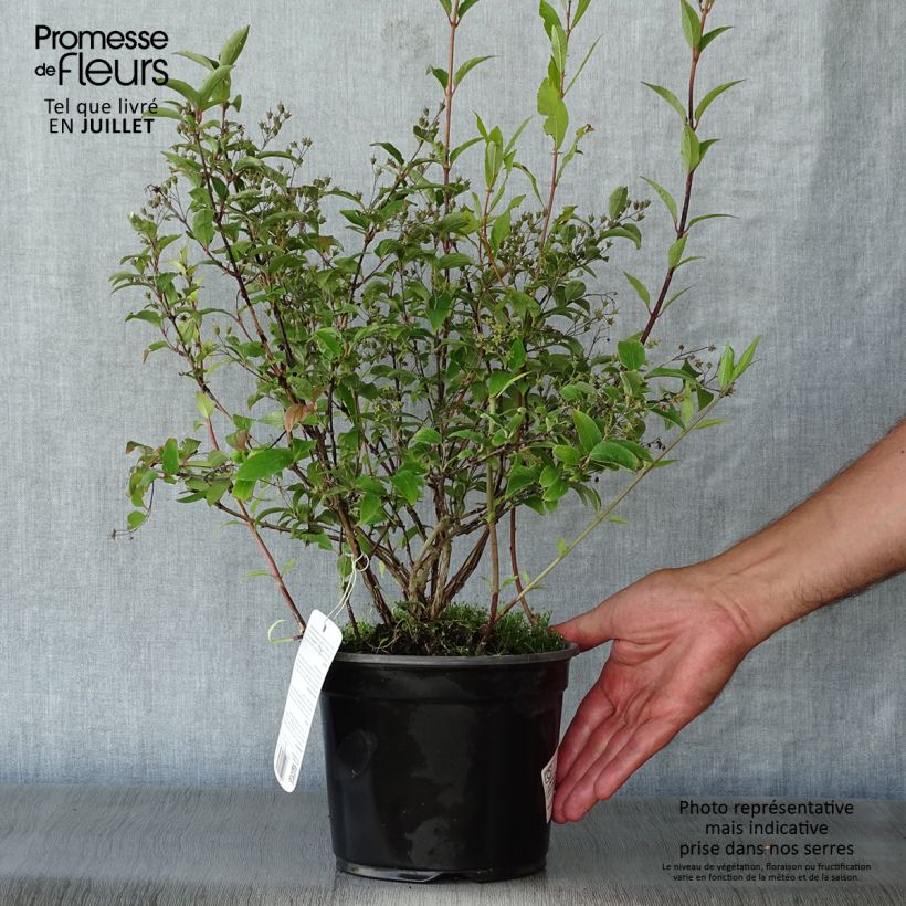 Esemplare di Deutzia rosea Campanulata Vaso da 2L/3L consegnato in estate