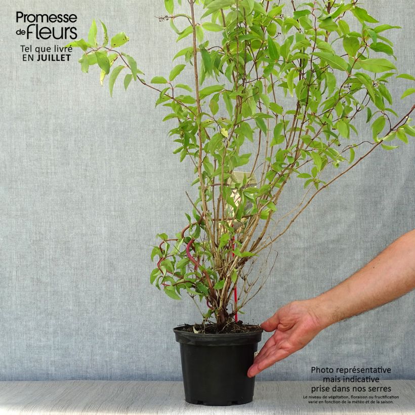 Esemplare di Deutzia scabra Codsall Pink Vaso da 2L/3L consegnato in estate