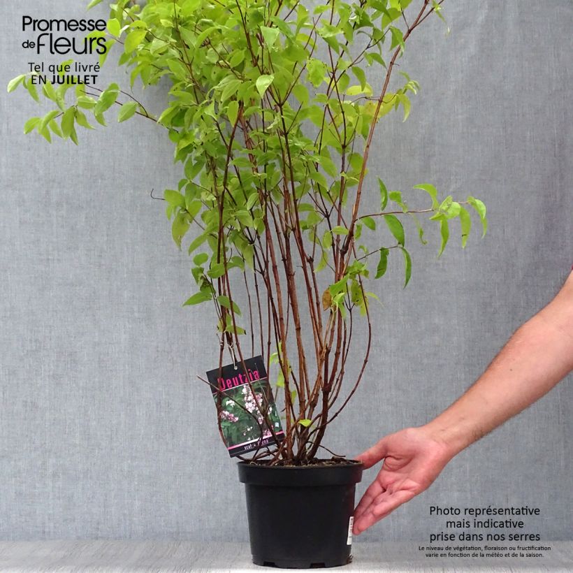 Esemplare di Deutzia scabra Plena Vaso da 2L/3L consegnato in estate