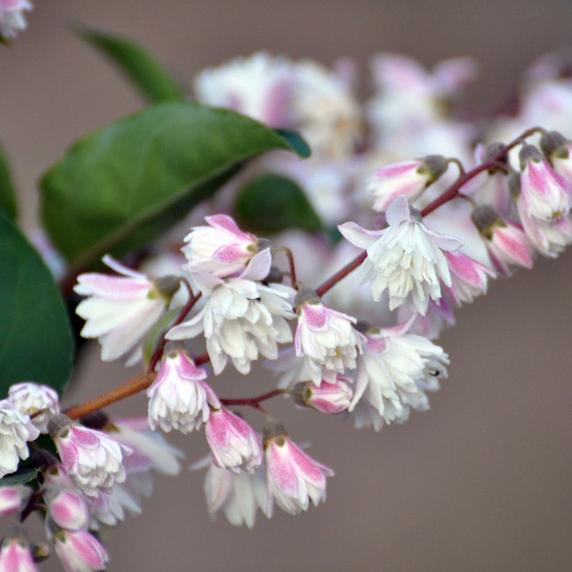 Deutzia scabra Plena (Fioritura)