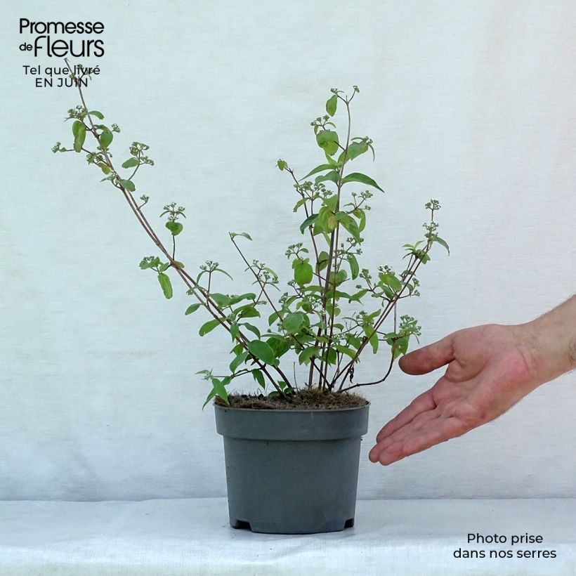 Esemplare di Deutzia setchuenensis var. corymbiflora Vaso da 2L/3L consegnato in estate