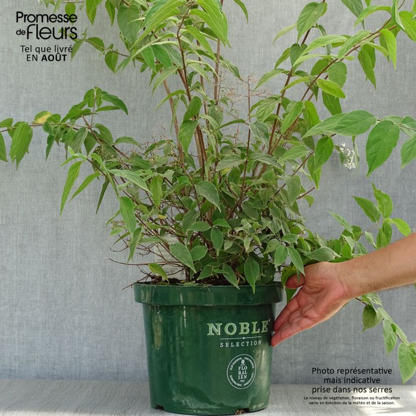 Esemplare di Deutzia setchuenensis var. corymbiflora Vaso da 7,5L/10L consegnato in estate