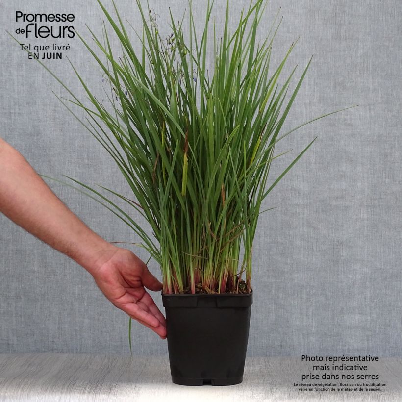 Esemplare di Dianella revoluta Coolvista Vaso da 1L/1,5L consegnato in estate