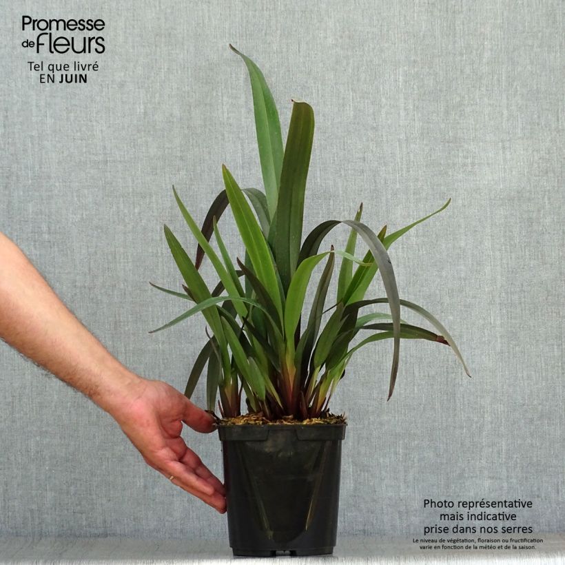 Esemplare di Dianella tasmanica Blaze Vaso da 2L/3L consegnato in estate