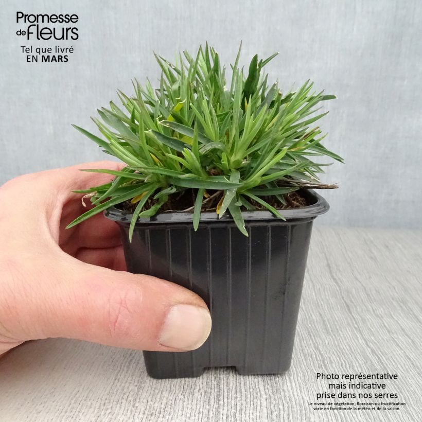 Dianthus Evening Star - Garofano Vasetto da 7/8 cm esemplare consegnato in primavera