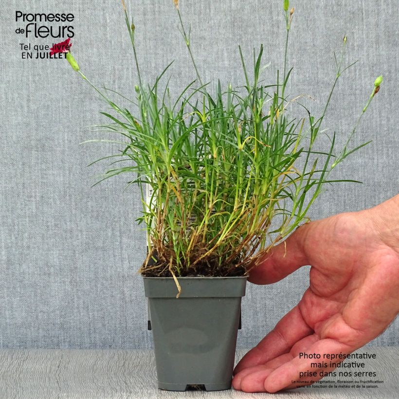 Esemplare di Dianthus alwoodii Fusilier - Garofano Vasetto da 8/9 cm consegnato in estate