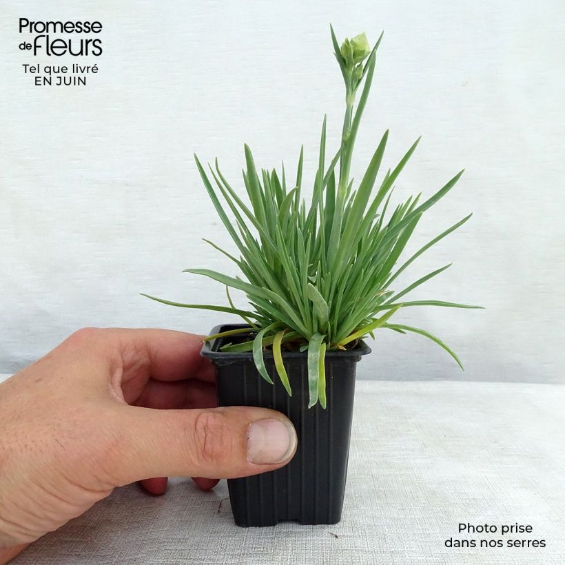 Esemplare di Dianthus plumarius Scent First Coral Reef - Garofano strisciante Vasetto da 7/8 cm consegnato in estate