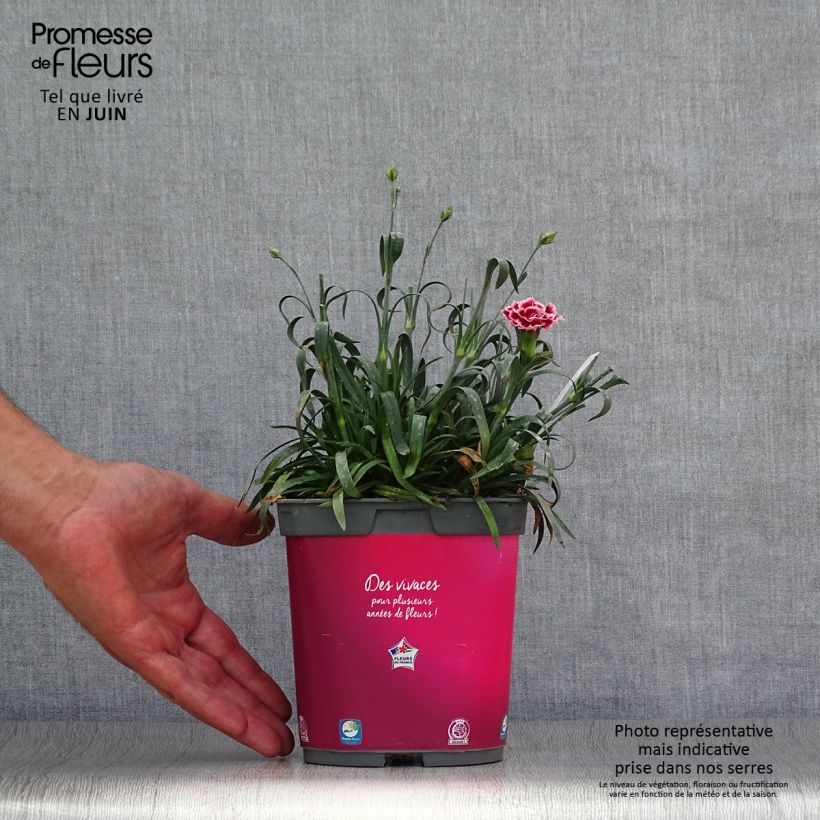 Esemplare di Dianthus plumarius Scent First Sugar Plum - Garofano strisciante Vaso da 2L/3L consegnato in estate
