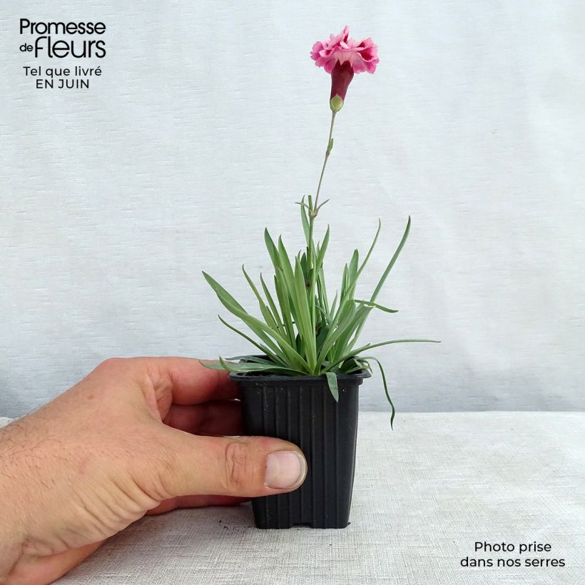 Esemplare di Dianthus plumarius Scent First Sugar Plum - Garofano strisciante Vasetto da 7/8 cm consegnato in estate