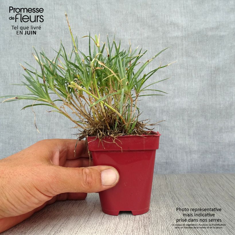 Esemplare di Dianthus plumarius Scent First Tickled Pink - Garofano strisciante Vasetto da 7/8 cm consegnato in estate