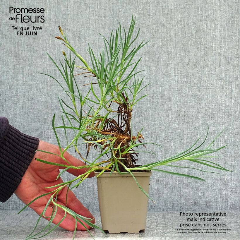 Esemplare di Dianthus allwoodii Alice - Garofano Vasetto da 8/9 cm consegnato in estate