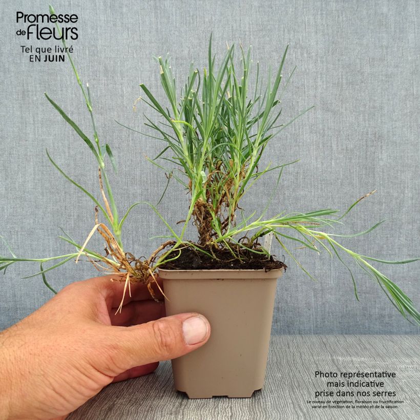 Esemplare di Dianthus alwoodii Romeo - Garofano Vasetto da 8/9 cm consegnato in estate