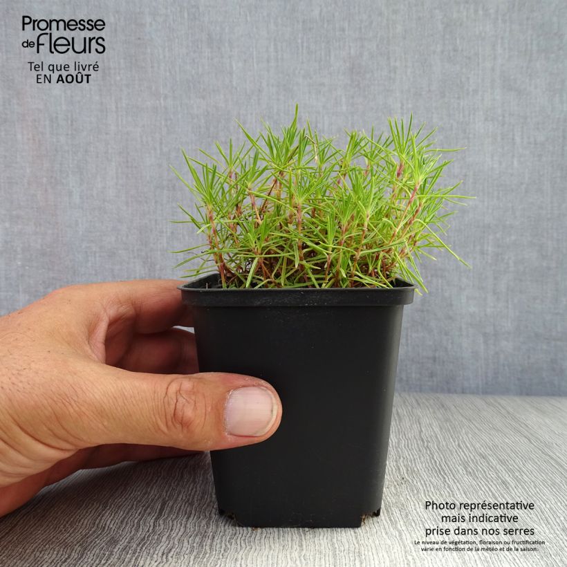 Esemplare di Dianthus arenarius - Garofano delle sabbie Vasetto da 8/9 cm consegnato in estate