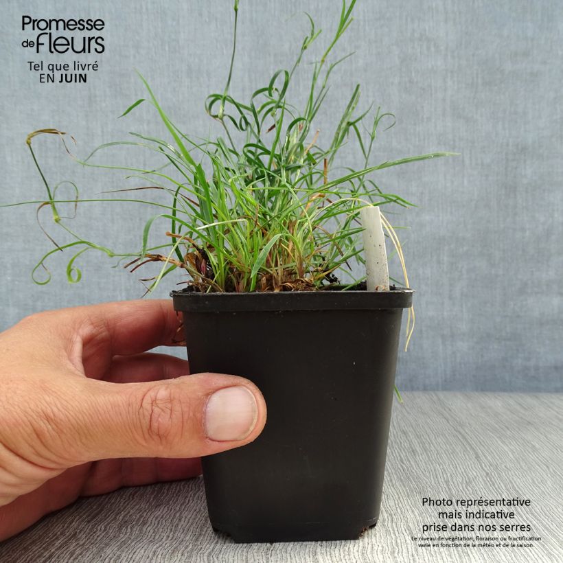 Esemplare di Dianthus carthusianorum - Garofanino dei Certosini Vasetto da 8/9 cm consegnato in estate
