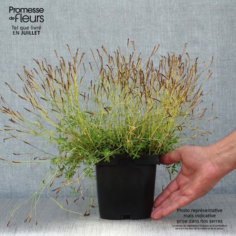 Esemplare di Dianthus deltoides Albiflorus - Garofanino minore Vaso da 2L/3L consegnato in estate