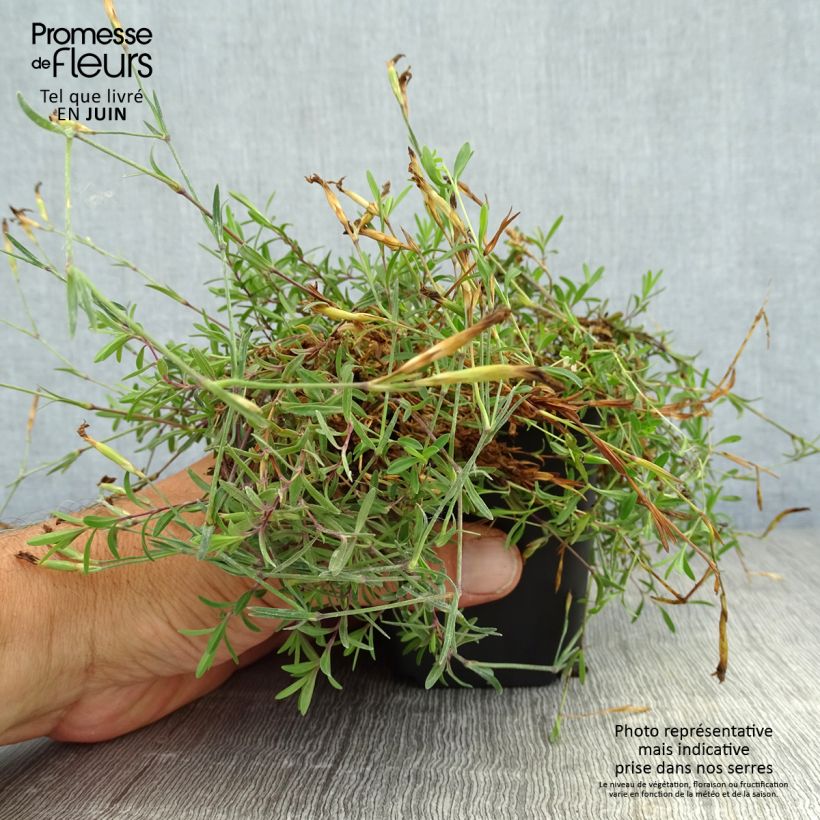 Esemplare di Dianthus deltoides Brillant - Garofanino minore Vasetto da 7/8 cm consegnato in estate