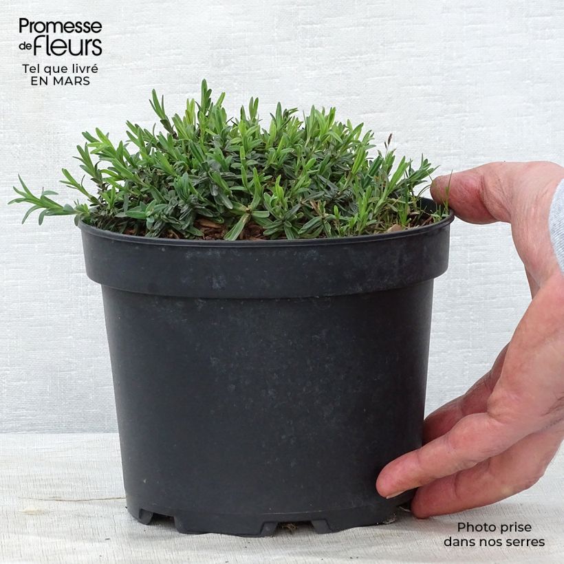 Dianthus deltoides Flashing Light - Garofanino minore Vaso da 2L/3L esemplare consegnato in primavera