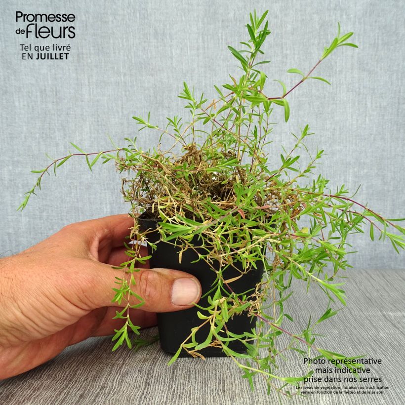 Esemplare di Dianthus deltoides Rosea - Garofanino minore Vasetto da 8/9 cm consegnato in estate