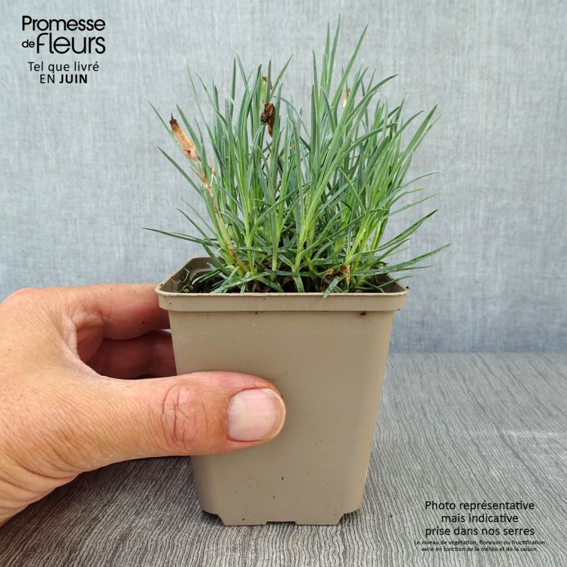 Esemplare di Dianthus gratianopolitanus Badenia - Garofano di Grenoble Vasetto da 8/9 cm consegnato in estate