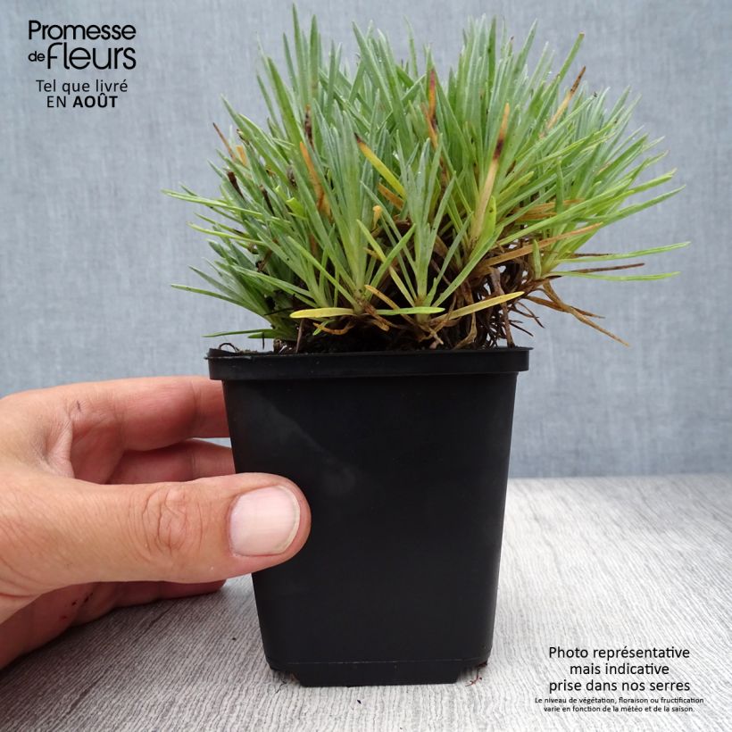 Esemplare di Dianthus gratianopolitanus Bombardier - Garofano di Grenoble Vasetto da 8/9 cm consegnato in estate