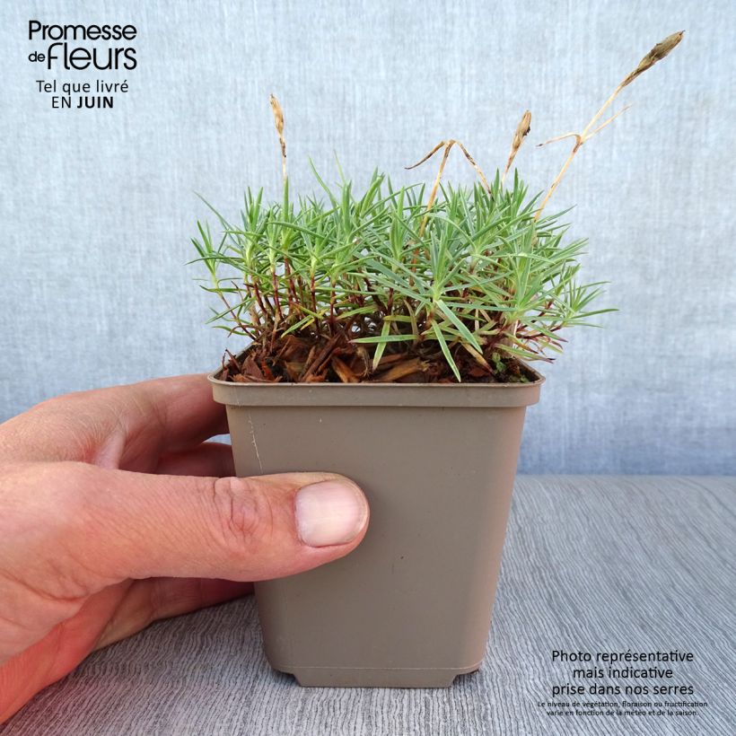 Esemplare di Dianthus gratianopolitanus Eydangeri - Garofano di Grenoble Vasetto da 8/9 cm consegnato in estate