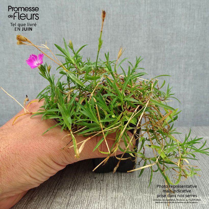 Esemplare di Dianthus gratianopolitanus Kahori - Garofano di Grenoble Vasetto da 7/8 cm consegnato in estate