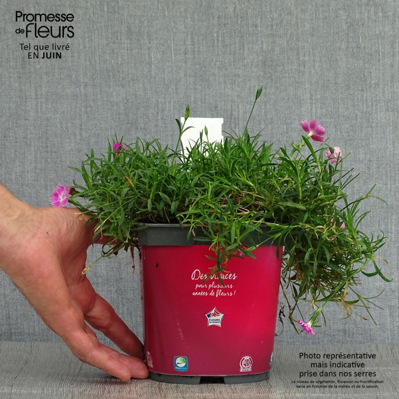 Esemplare di Dianthus gratianopolitanus Kahori - Garofano di Grenoble Vaso da 2L/3L consegnato in estate