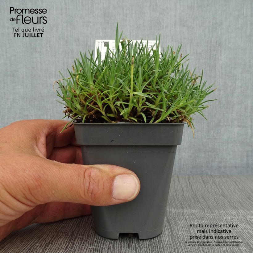 Esemplare di Dianthus gratianopolitanus Whatfield Gem - Garofano di Grenoble Vasetto da 8/9 cm consegnato in estate