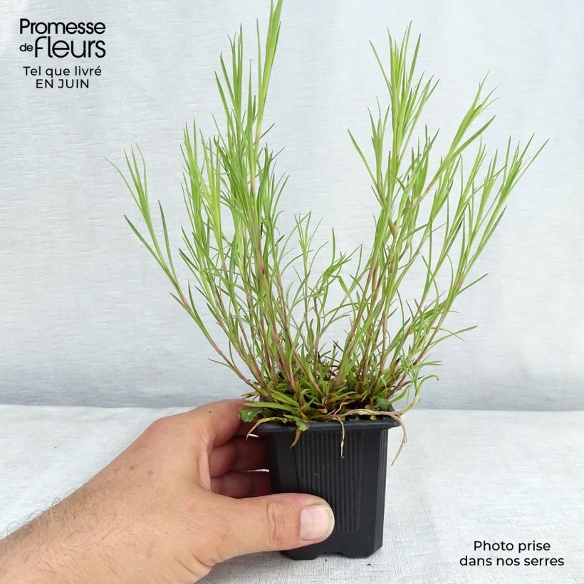 Esemplare di Dianthus knappii - Garofano di Knapp Vasetto da 8/9 cm consegnato in estate