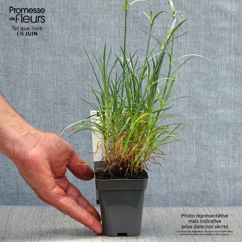 Esemplare di Dianthus plumarius Cranmere Pool - Garofano strisciante Vasetto da 7/8 cm consegnato in estate