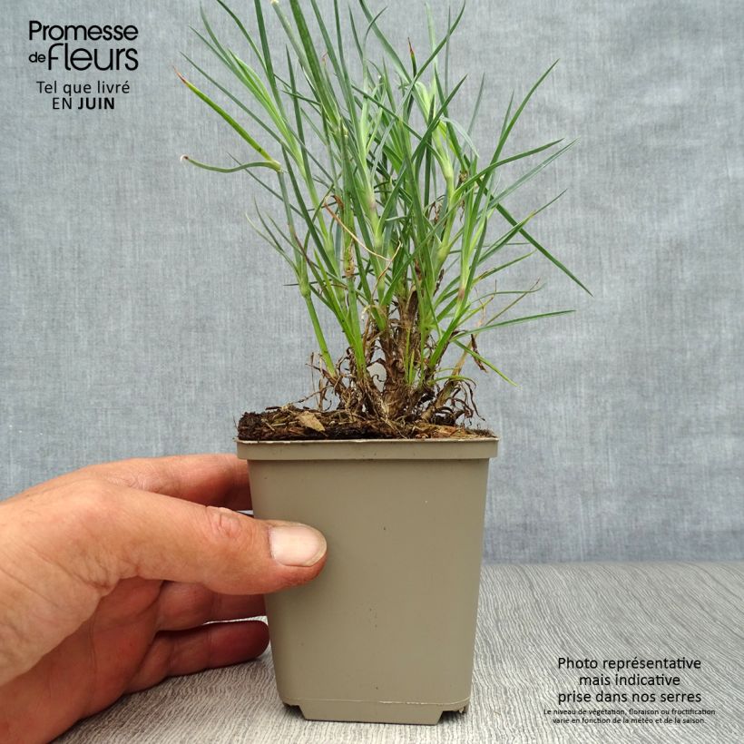 Esemplare di Dianthus plumarius David - Garofano strisciante Vasetto da 8/9 cm consegnato in estate