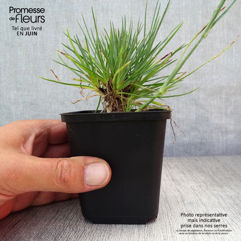 Esemplare di Dianthus plumarius Desmond - Garofano strisciante Vasetto da 8/9 cm consegnato in estate
